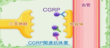 CGRP