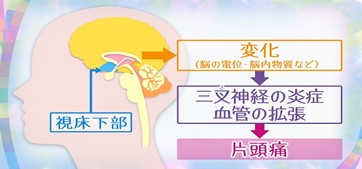 脳の視床下部